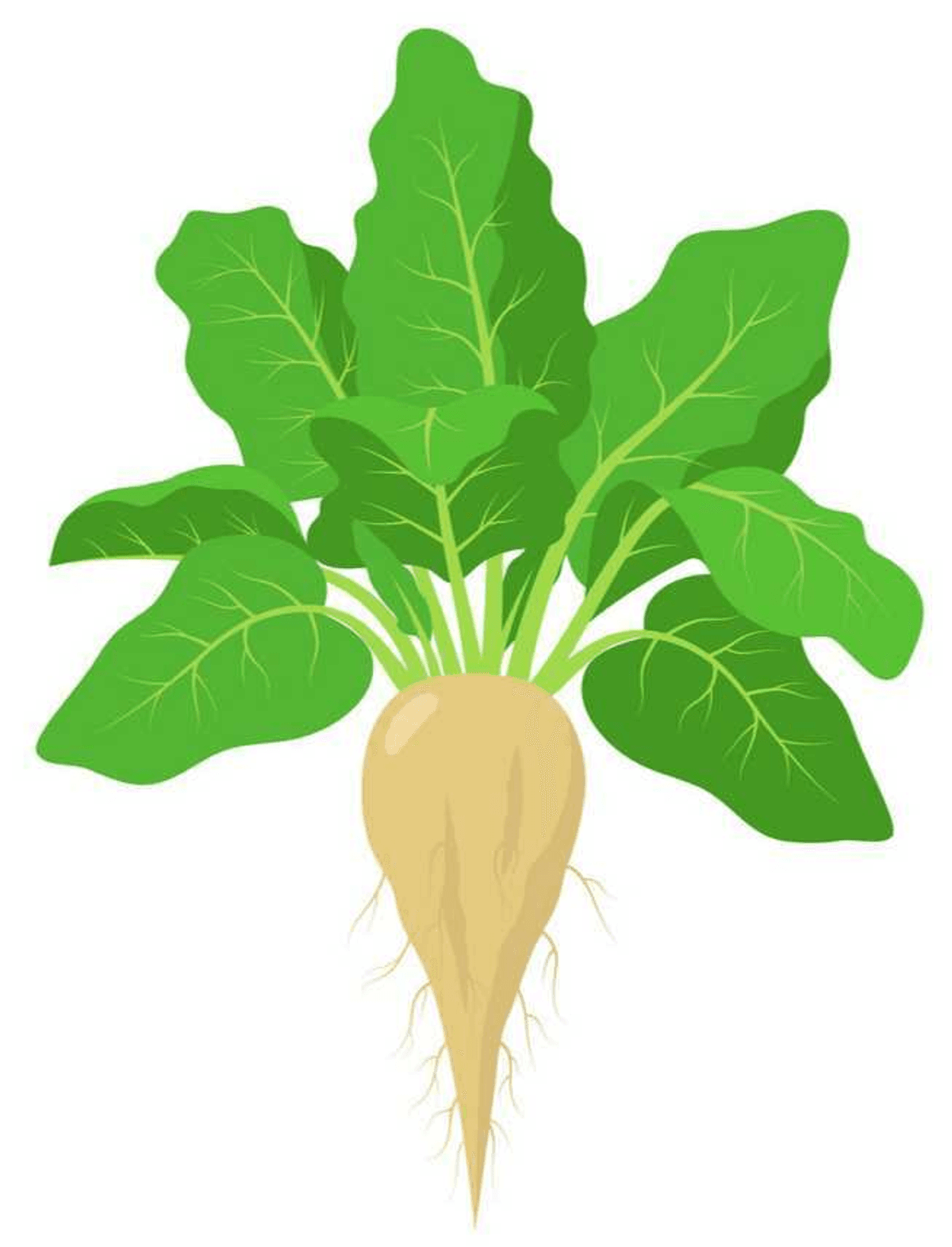 Sugar beet with green leaves